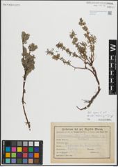 Foto von Salix repens L.
